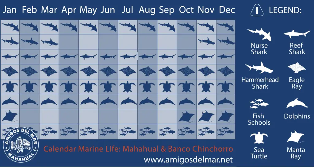 Calendar of Marine Life Mahahual