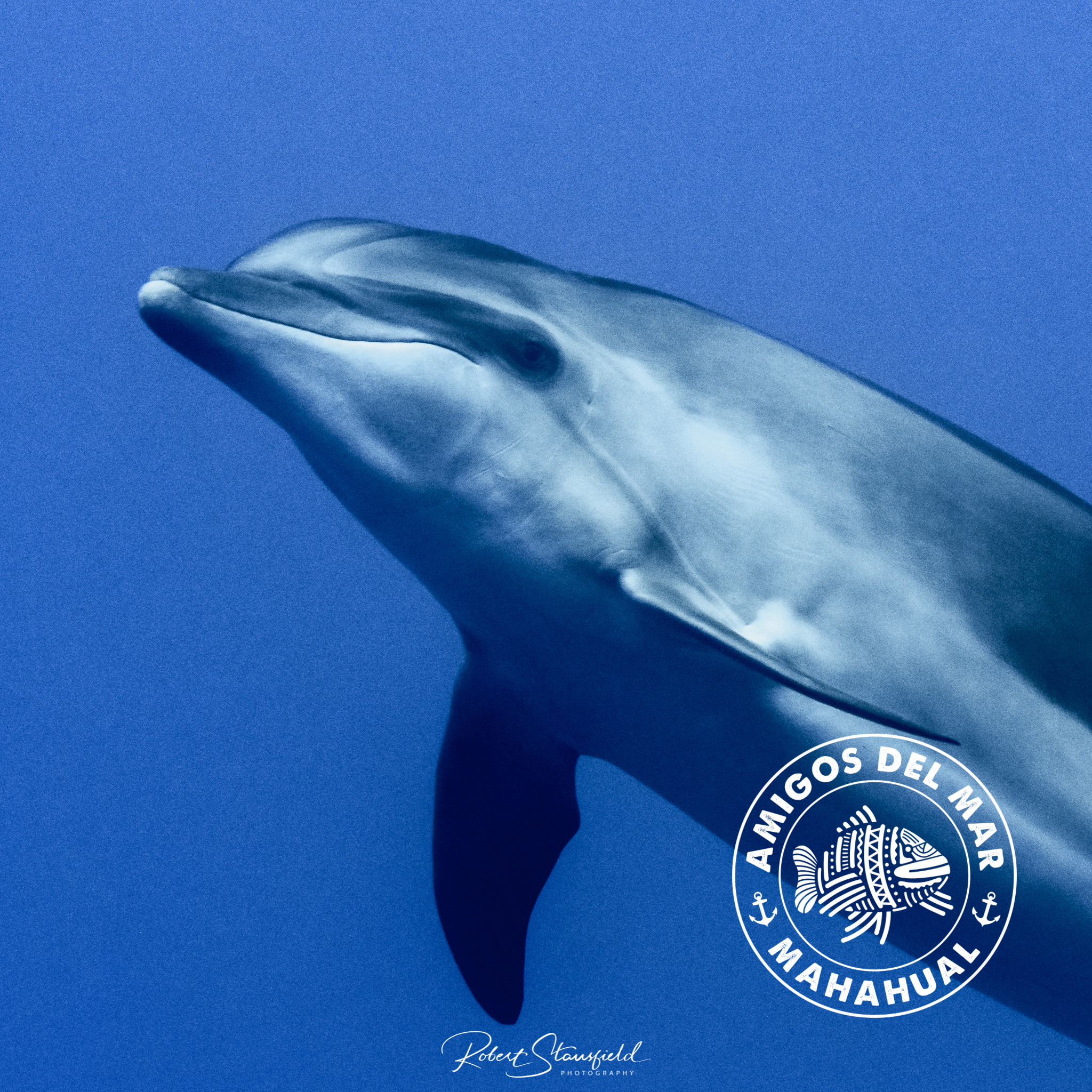 Playful Dolphin