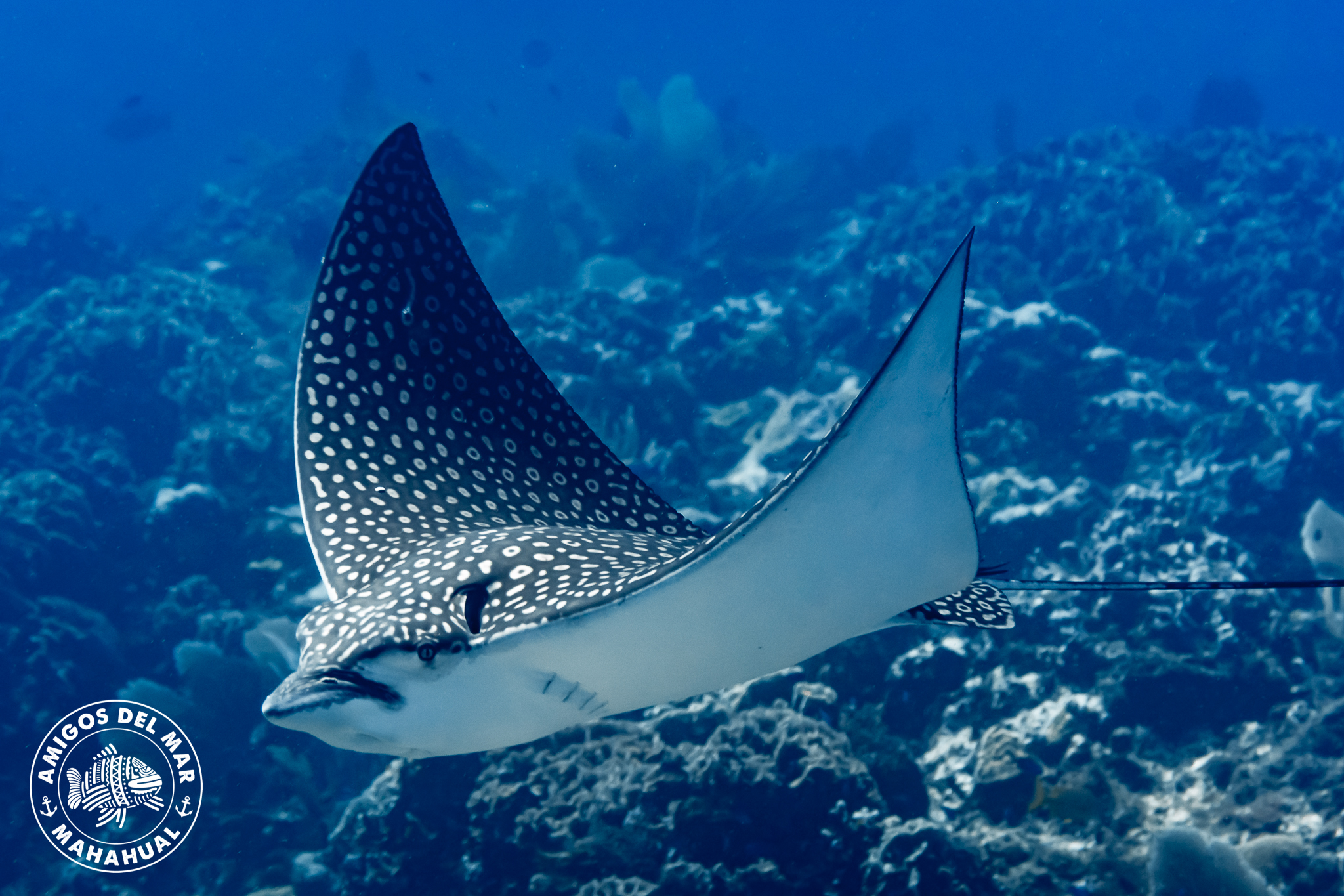 Eagle Ray