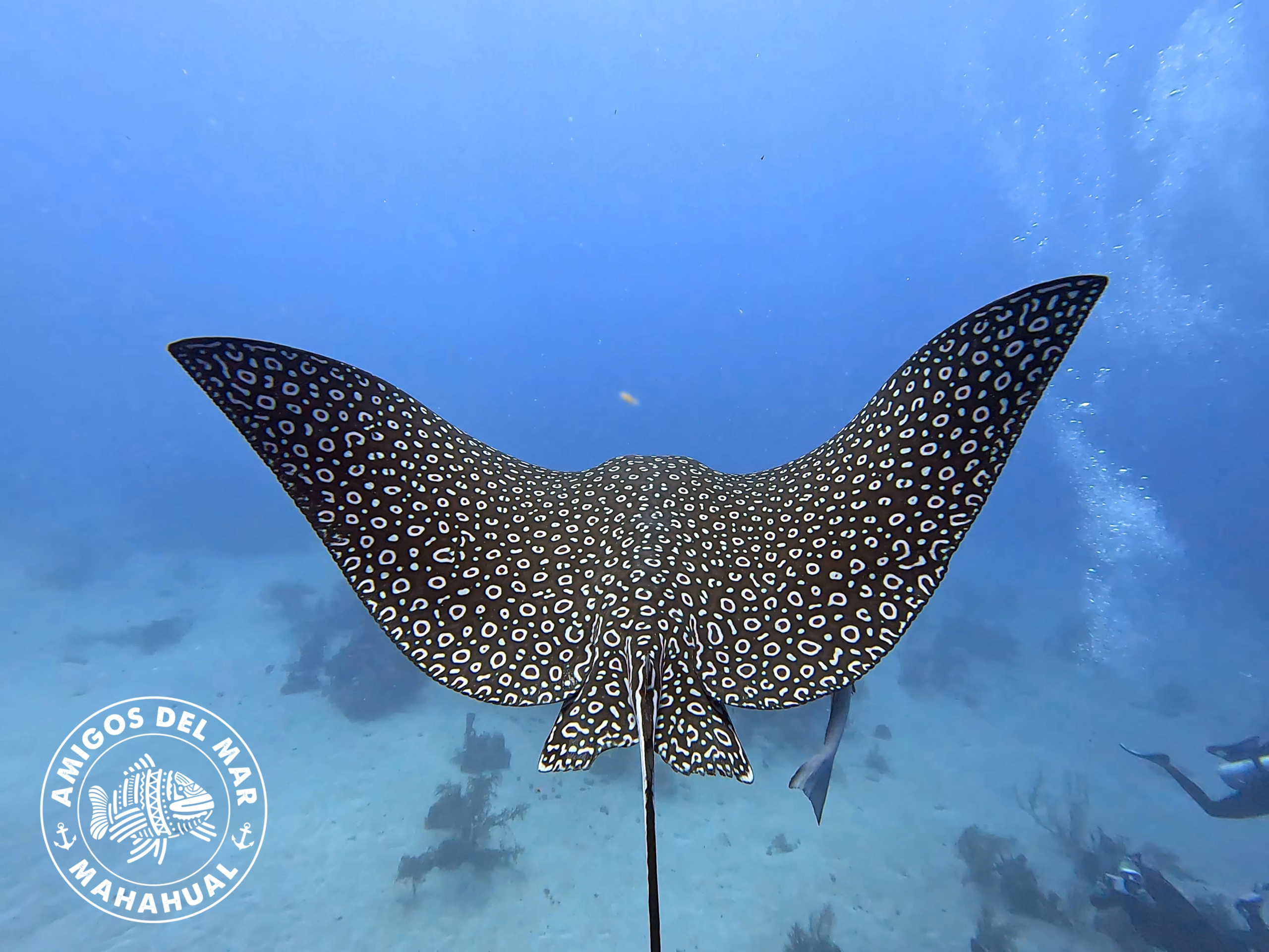 Beautiful Eagle Ray at Banco Chinchorro