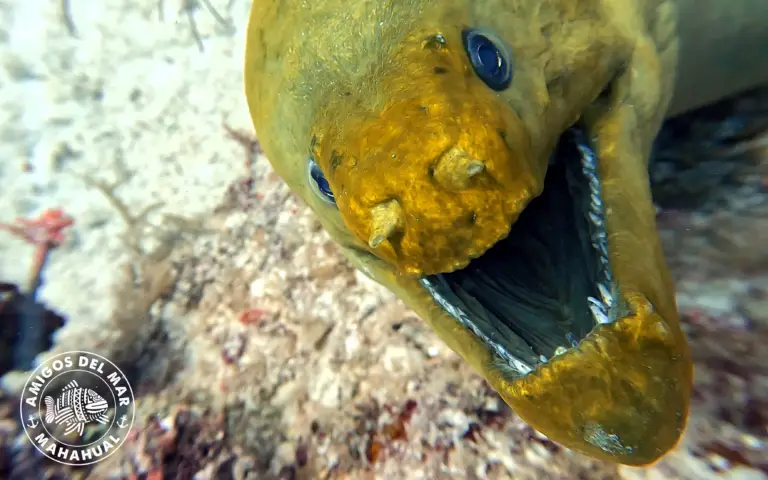 eel 1.webp