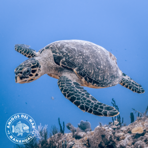 Friendly Turtle at Banco Chinchorro