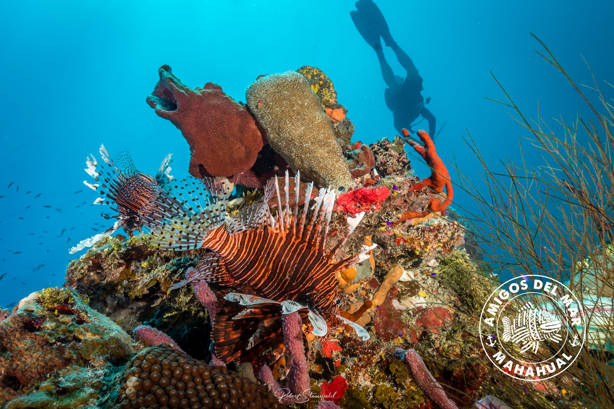 Lion Fish Hunting Mahahual