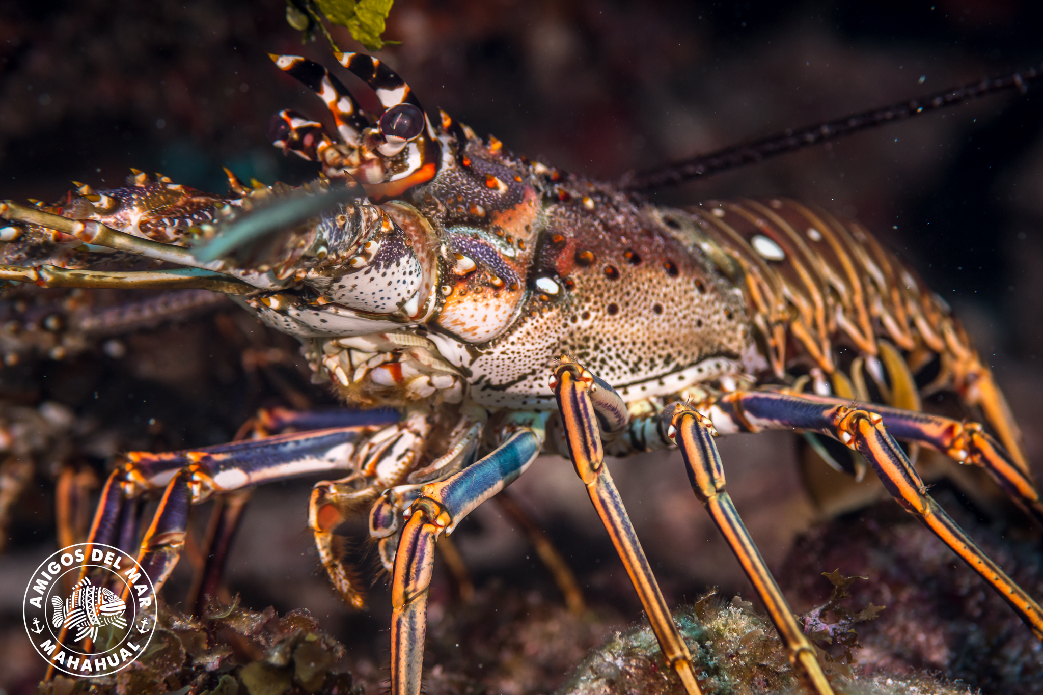 Lobster Banco Chinchorro