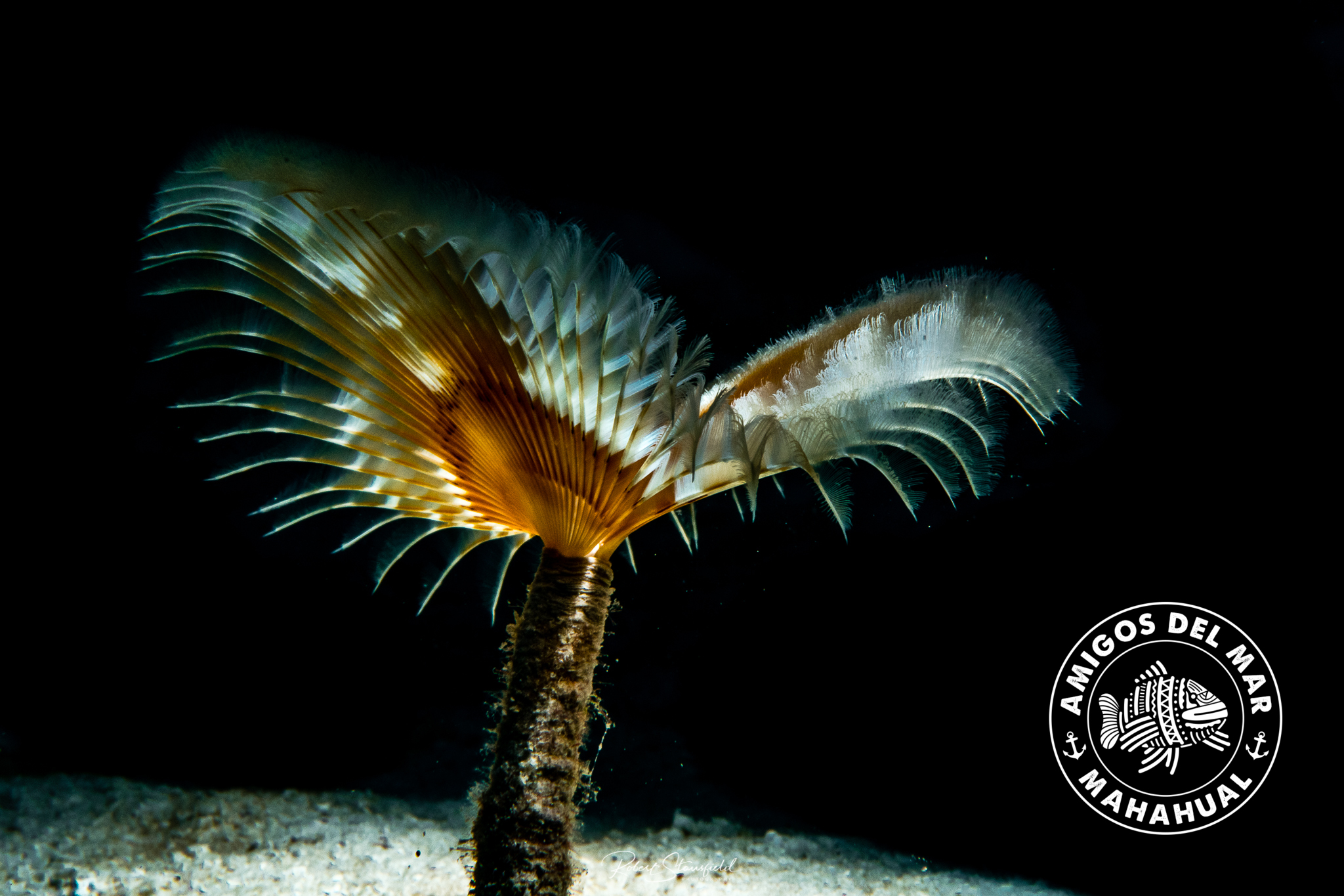 Macro Mesoamerican Reef