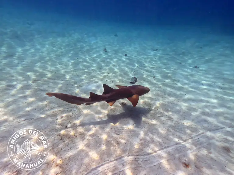 nurse shark in clear water.webp
