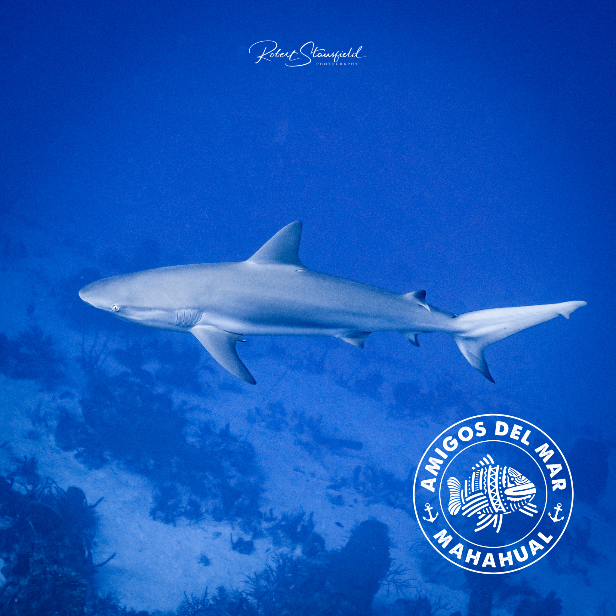 Caribbean Reef Shark