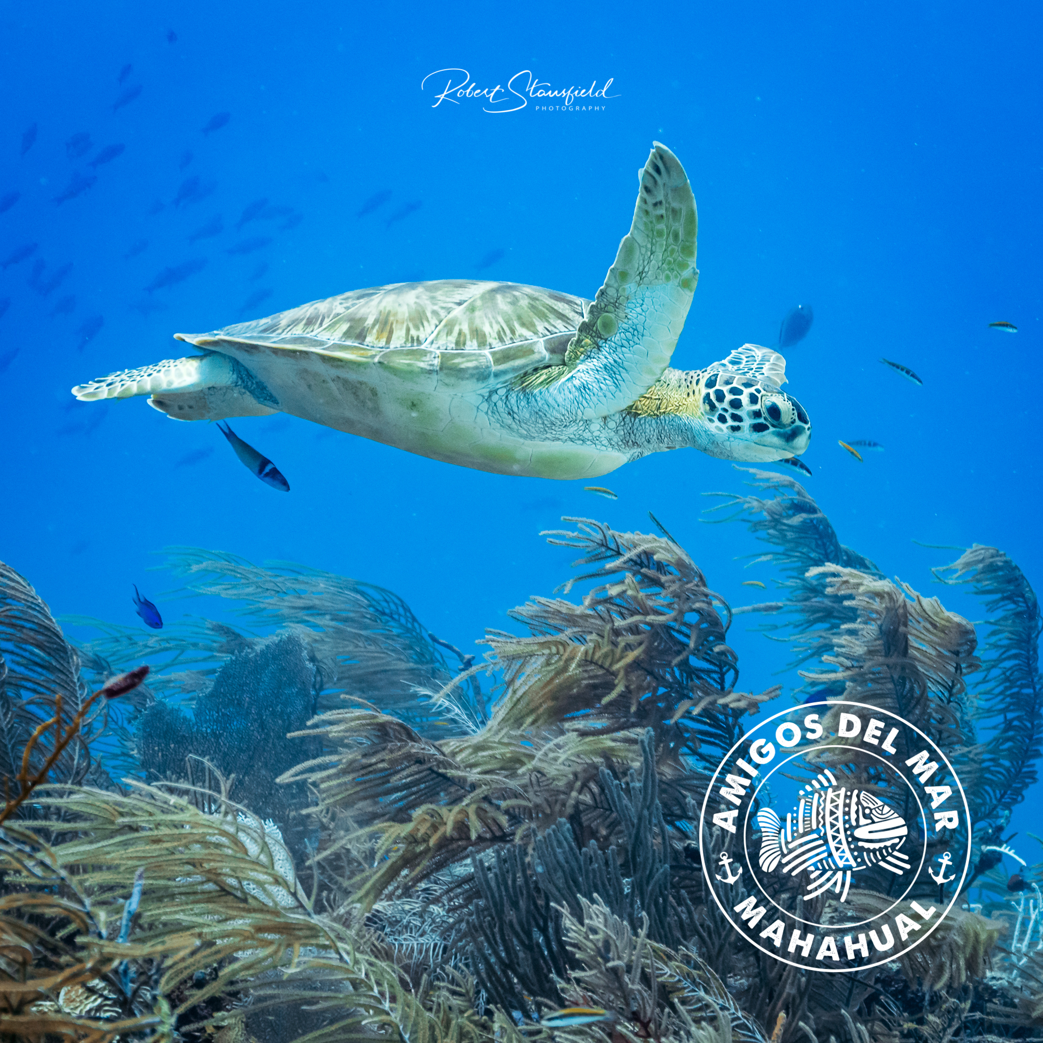 Sea Turtle Banco Chinchorro
