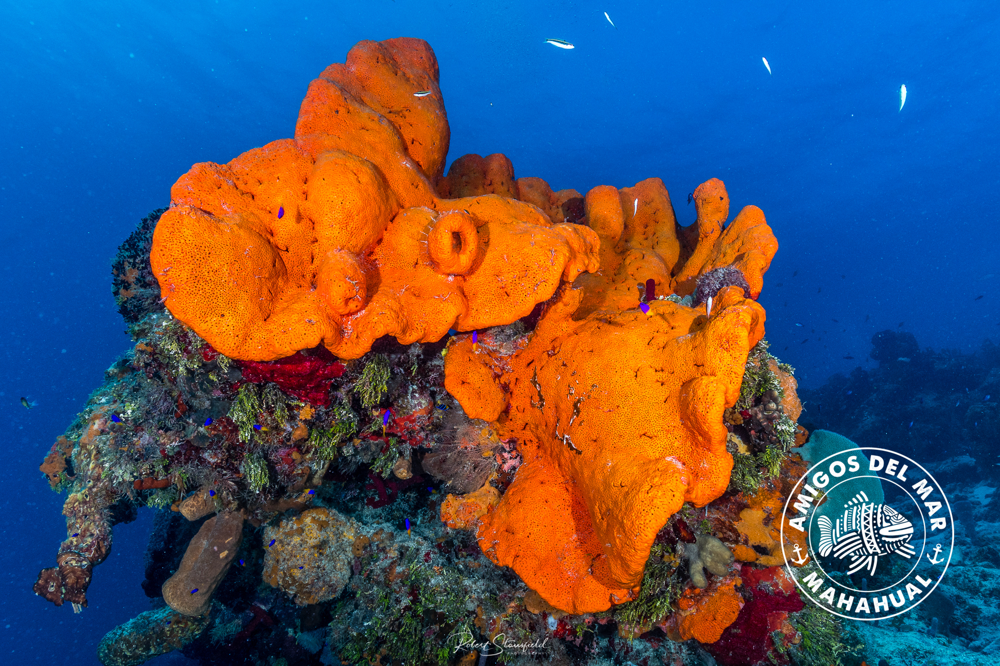 Vibrant Corals of Mahahual, Mesoamerican Reef