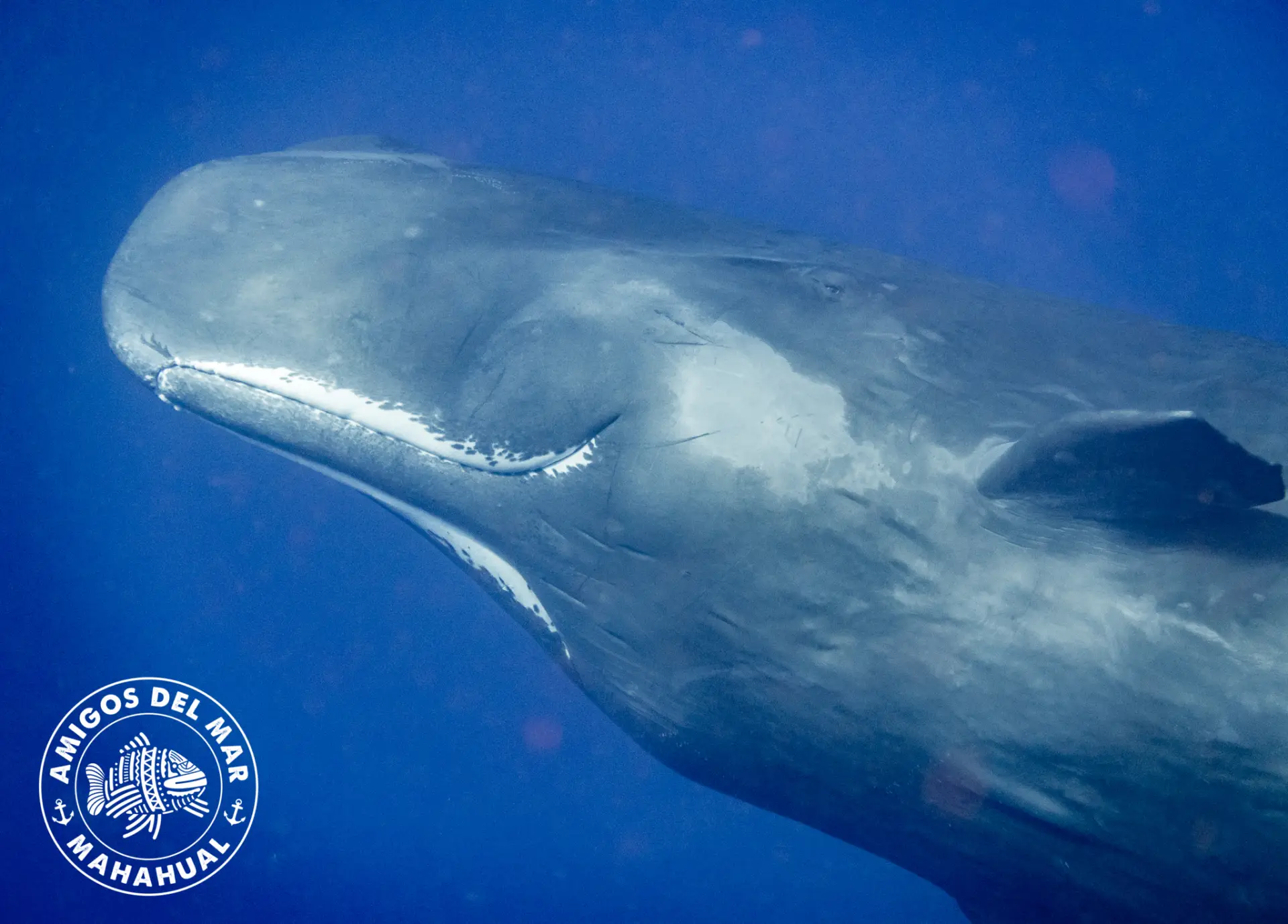 Sometimes we see sperm whales at Banco Chinchorro.